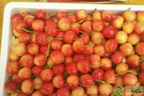 中华樱桃价格多少钱一斤？