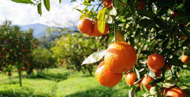你知道柑橘园的灌溉方式是什么吗？怎样种草吗？