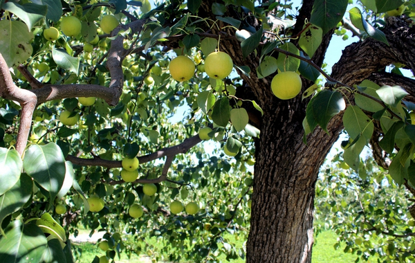梨树种植过程中出现了枝叶干黄的情况，这该如何是好？