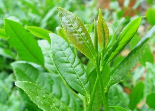知识分享：茶苗移栽后死亡的原因及对策