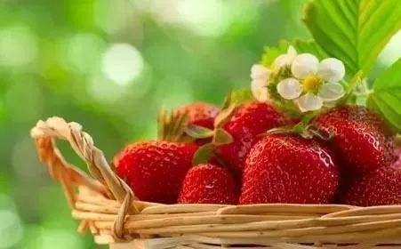 怎样开展草莓种植随意了？
