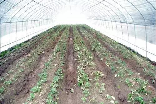 草莓已经种植了还需要遮阳网吗？