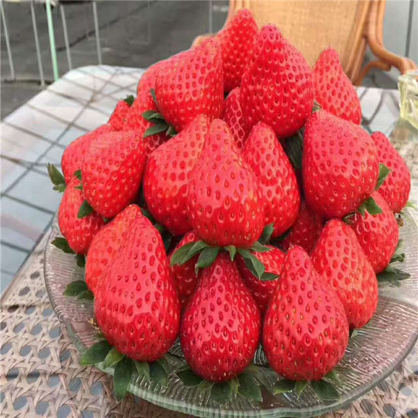 运输草莓