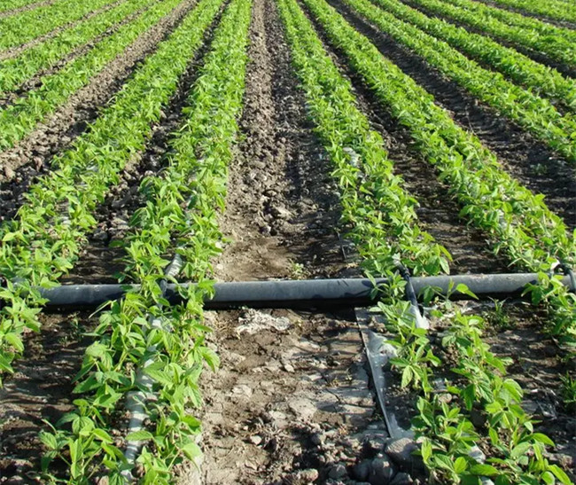 节水灌溉如何铺设滴灌带，滴灌设备注意事项知多少